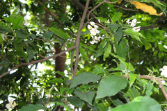 Baphia nitida